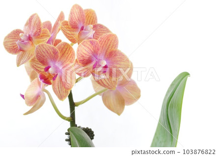Mini Phalaenopsis orchid, flowers mixed with pink on skin color, bright background 103876822