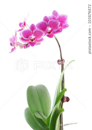 迷你蝴蝶蘭深粉色白色邊框亮背景 迷你蝴蝶蘭深粉色白色邊框亮背景 103876872