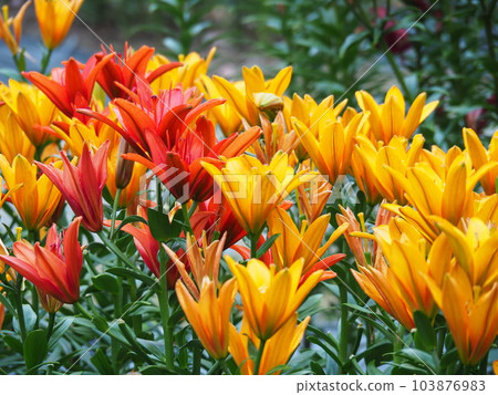 百合花-玉水百合園 103876983