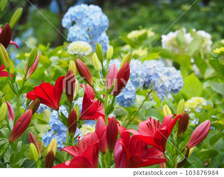 繡球花和百合 103876984