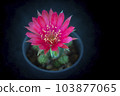 Cactus with flowers called "Lobivia sp." 103877065