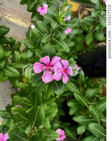 Close up of bright eyes plant  103877318
