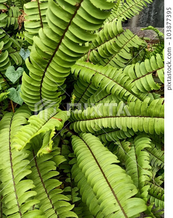 Close up of duffy fern plant Close up of duffy fern plant 103877395