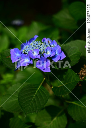 Hydrangea flowers bloom Hydrangea flowers bloom 103877425