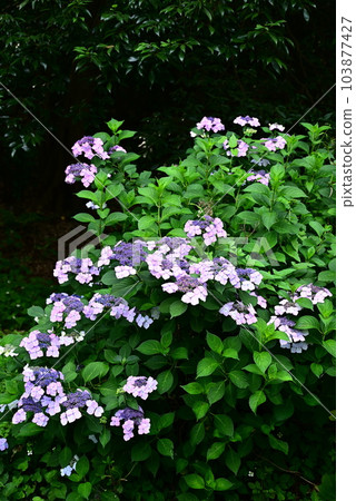 Hydrangea flowers bloom Hydrangea flowers bloom 103877427