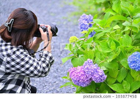 Camera girl Woman taking pictures of hydrangeas Rainy season 103877458