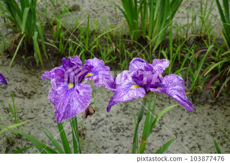 虹膜虹膜在別府沼澤公園 虹膜虹膜在別府沼澤公園 103877476