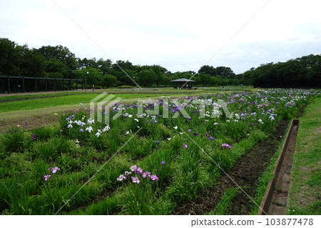 虹膜虹膜在別府沼澤公園 103877478