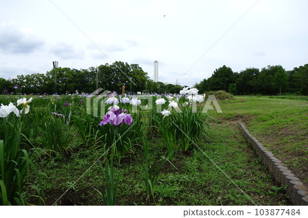 虹膜虹膜在別府沼澤公園 虹膜虹膜在別府沼澤公園 103877484