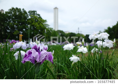 Iris iris in Beppu swamp park Iris iris in Beppu swamp park 103877485