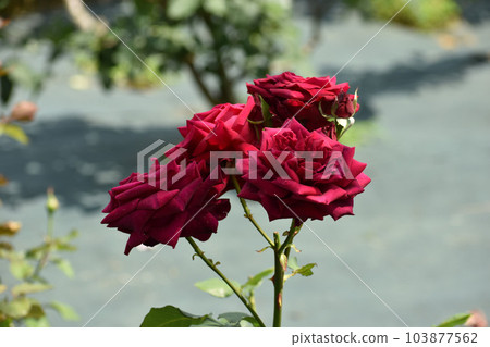 Red roses blooming in the spring rose garden 103877562