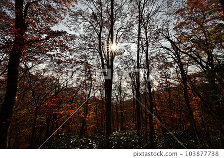 Mount Oe in autumn Mount Oe in autumn 103877738