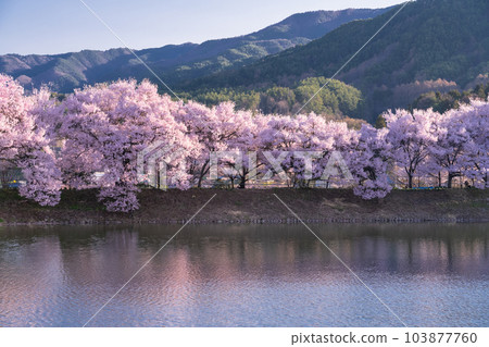 《長野縣》六道之堤與盛開的櫻花 103877760