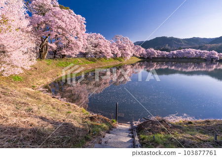 《長野縣》六道之堤與盛開的櫻花 103877761