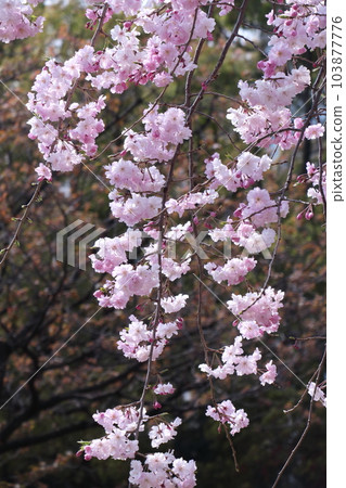 春天盛開 春天盛開 103877776