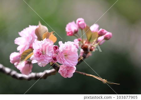 春天盛開 103877905
