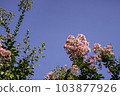 Crape myrtle "Blooming" Sunny weather in early summer 103877926