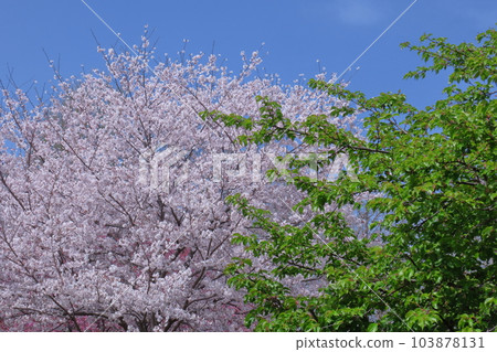 Spring in full bloom 103878131