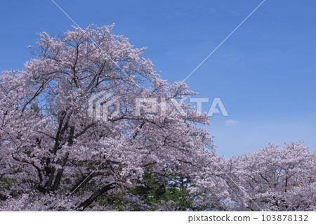 Spring in full bloom 103878132