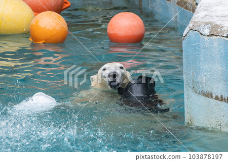 Polar bears playing in the pool Tennoji Zoo Polar bears playing in the pool Tennoji Zoo 103878197