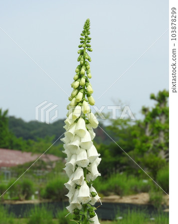 毛地黃花（又名毛地黃） 103878299