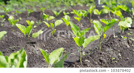Natural vegetable green background.Young eggplant tops grow in an open air garden bed.Vegetable growing concept. 103878402