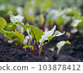Agricultural background. Vegetable garden with many edible plants. Young beet plants grow in the garden. 103878412