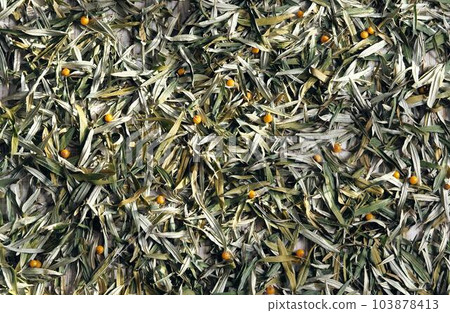 A bunch of dry sea buckthorn leaves prepared for medicinal tea. Autumn background and preparations of medicinal herbs for the future. 103878413
