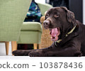 An adult chocolate labrador dog is resting on a wooden floor. The life of pets in apartments. 103878436