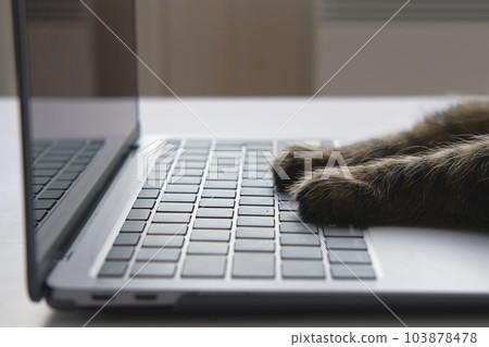 Cat using the computer. Cat Paw using Laptop. Side View Close Up. Home Office. Fluffy Feline Paws Typing on the Keyboard, Scrolling Swiping and Tapping Touchpad. Animals and Pets Using Technology Cat using the computer. Cat Paw using Laptop. Side View Close Up. Home Office. Fluffy Feline Paws Typing on the Keyboard, Scrolling Swiping and Tapping Touchpad. Animals and Pets Using Technology 103878478