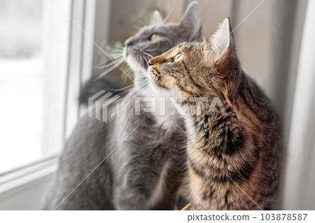 Two cats look out through window at the birds. Domestic cats want to catching bird, attack, scrape the glass. Cute kitty sitting on windowsill. Feline watching bird outside the window. Closeup Two cats look out through window at the birds. Domestic cats want to catching bird, attack, scrape the glass. Cute kitty sitting on windowsill. Feline watching bird outside the window. Closeup 103878587