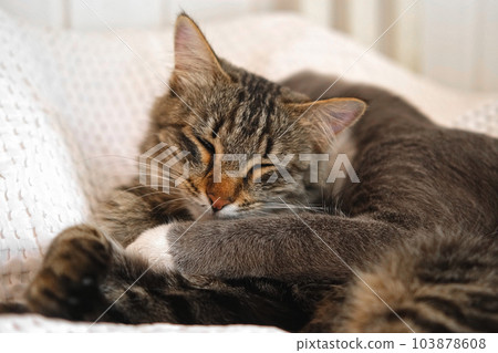 Two cats cuddling on white blanket at home. Cute domestic striped friendly cats. 2 sleepy kittens washing comfortably. Family couple feline resting together, Happy tabby beautiful pets in love hugging 103878608