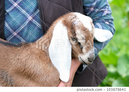 The Anglo-Nubian is a British breed of domestic goat. Little Nubian Long-eared baby goat Kid is on farmer's hands. Rustic vintage wooden background. Farm life moments. Benefits of Goat Milk The Anglo-Nubian is a British breed of domestic goat. Little Nubian Long-eared baby goat Kid is on farmer's hands. Rustic vintage wooden background. Farm life moments. Benefits of Goat Milk 103878641
