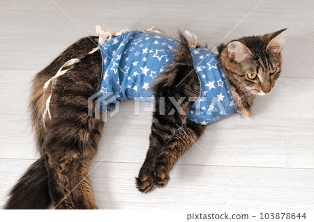 Cat after surgery is lying at home. Sick cat with a postoperative bandage. Pet Care after a cavitary operation. Sleepy Feline with recovery medical shaking in anesthesia. Castration, sterilization. Cat after surgery is lying at home. Sick cat with a postoperative bandage. Pet Care after a cavitary operation. Sleepy Feline with recovery medical shaking in anesthesia. Castration, sterilization. 103878644