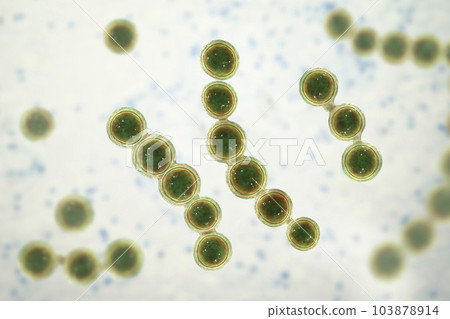 Microscopic fungi Lacazia loboi, the pathogen responsible for causing lobomycosis, 3D illustration 103878914
