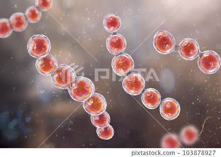 Microscopic fungi Lacazia loboi, the pathogen responsible for causing lobomycosis, 3D illustration Microscopic fungi Lacazia loboi, the pathogen responsible for causing lobomycosis, 3D illustration 103878927