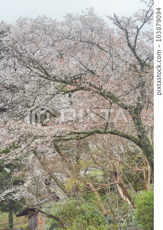 Cherry blossoms at Hase Temple 103879094
