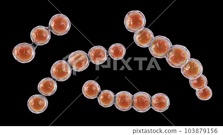 Microscopic fungi Lacazia loboi, the pathogen responsible for causing lobomycosis, 3D illustration 103879156