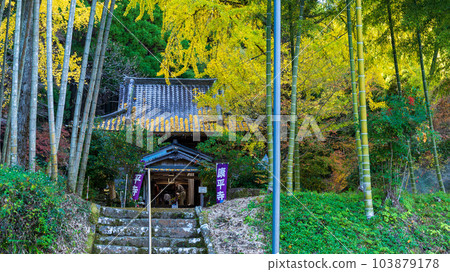 A historic ginkgo tree that shines in autumn leaves ``Koheiji Kouheiji'' sightseeing spot (Koheiji) ``Kaocho, Yamaga City'' A historic ginkgo tree that shines in autumn leaves ``Koheiji Kouheiji'' sightseeing spot (Koheiji) ``Kaocho, Yamaga City'' 103879178