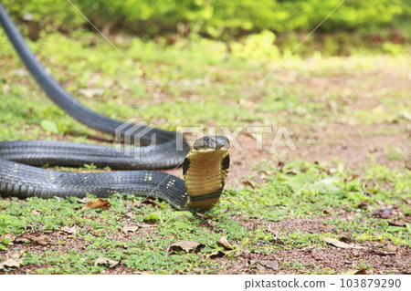 King cobra, Ophiophagus hannah is a venomous snake species of elapids endemic to jungles in Southern and Southeast Asia, goa india 103879290