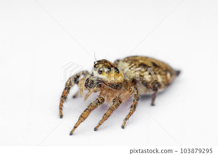 Jumping spider species, Salticidae, Satara, Maharashtra, India Jumping spider species, Salticidae, Satara, Maharashtra, India 103879295