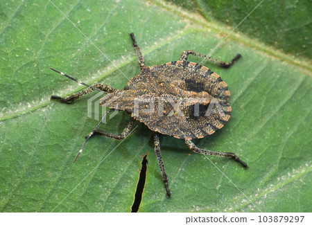 Grey stink bug, Rhyparochromus vulgaris, Satara, Maharashtra, India 103879297