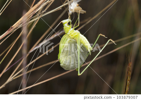Grasshopper pumping its wings after moulting, Econocephalus thunbergi, Satara, Maharashtra, India 103879307