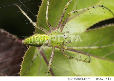 Green lynx spider, Peusitya jabalpurensis, Satara, Maharashtra, India 103879314