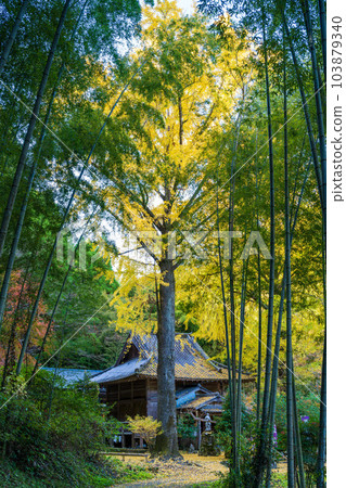 A historic ginkgo tree that shines in autumn leaves ``Koheiji Kouheiji'' sightseeing spot (Koheiji) ``Kaocho, Yamaga City'' A historic ginkgo tree that shines in autumn leaves ``Koheiji Kouheiji'' sightseeing spot (Koheiji) ``Kaocho, Yamaga City'' 103879340