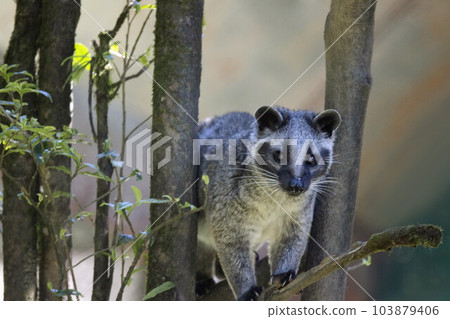 Himalayan Palm Civet, Masked Palm Civet, Paguma larvata, Sikkim, India Himalayan Palm Civet, Masked Palm Civet, Paguma larvata, Sikkim, India 103879406