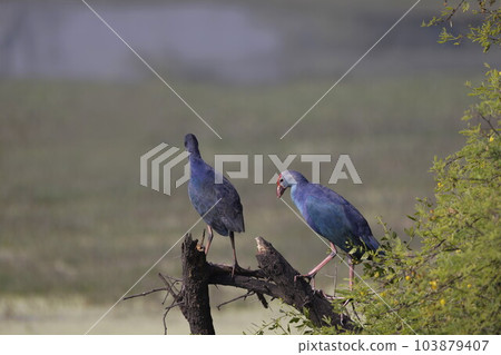 Two Purple Moorhen, Porphyrio porphyrio, Bharatpur, Rajasthan, India 103879407