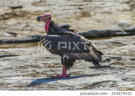 The red-headed vulture , Sarcogyps calvus, also known as the Asian king vulture, Indian black vulture, Panna National Park, Madhya Pradesh, India 103879432