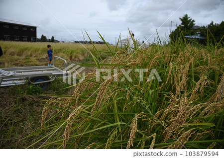 Harvested and bundled ears of rice Harvested and bundled ears of rice 103879594
