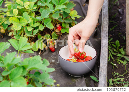 Hand puts strawberries in a bowl on a garden bed 103879752